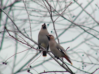 Bohemian Waxwing