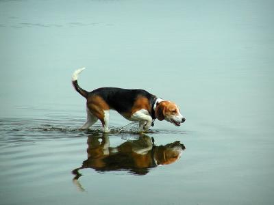 Squirt The Beagle