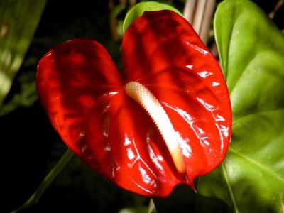 Anthurium.jpg