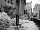 S. F. Courthousec