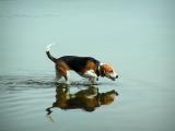 Squirt The Beagle