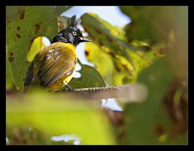 Black Crested Bulbul