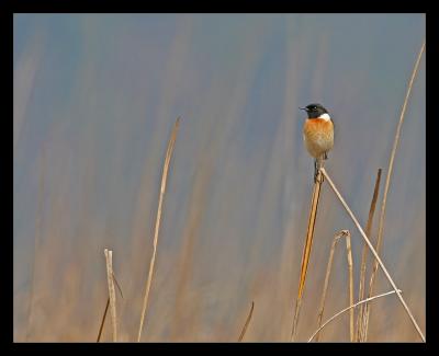 Common Stonechat