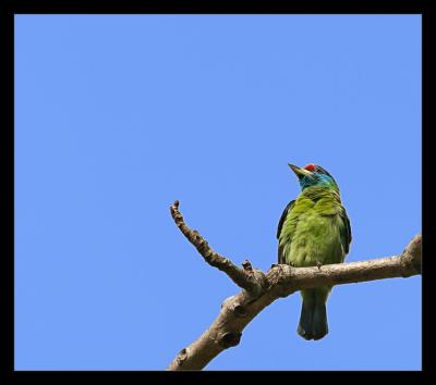 Blue Throated Barbet