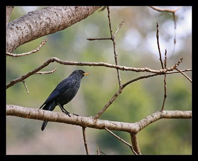 Blue Whistling Thrush