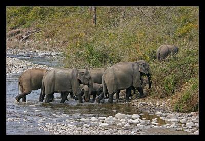 Wild Elephants Crossing Ramganga River