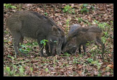 Wild Boar Family Feeding