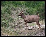 Sambar on alert