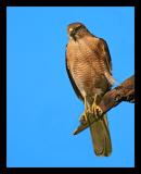 Shikra 02