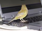 Cip al computer ...