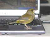 Cip sul notebook