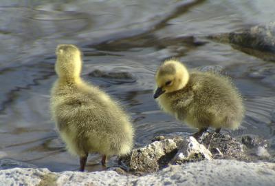 wild goslings at Pocatello Zoo, not captive DSCF0046.jpg