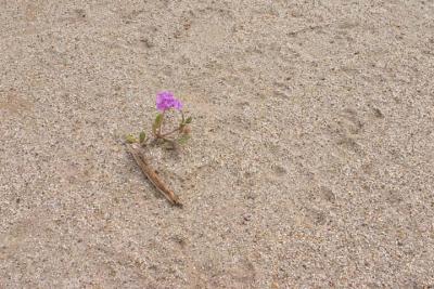 CRW_2389.jpg
