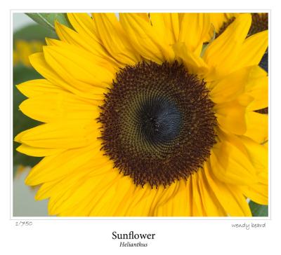 Sunflower (again)