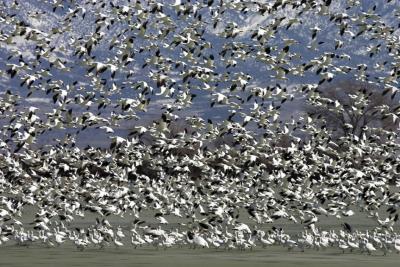 u41/wes242/medium/26715678.snowgeese01.jpg