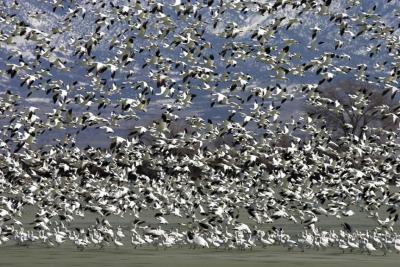 Snow Geese