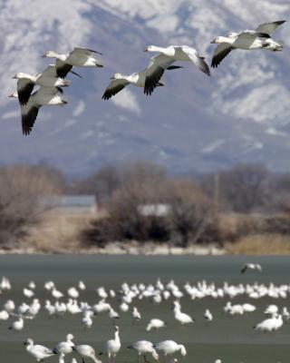 snowgeese05.jpg