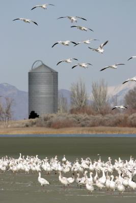 snowgeese06.jpg