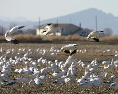 snowgeese13.jpg