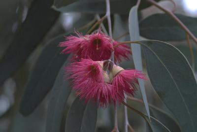 eucalptus flowers 32 cp.TIF