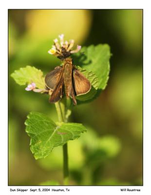 I think this is a Dun Skipper, at least that is what it looks like in my book.