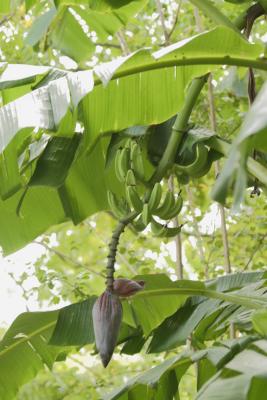 My back yard is well shaded.  Here is a banana flower!