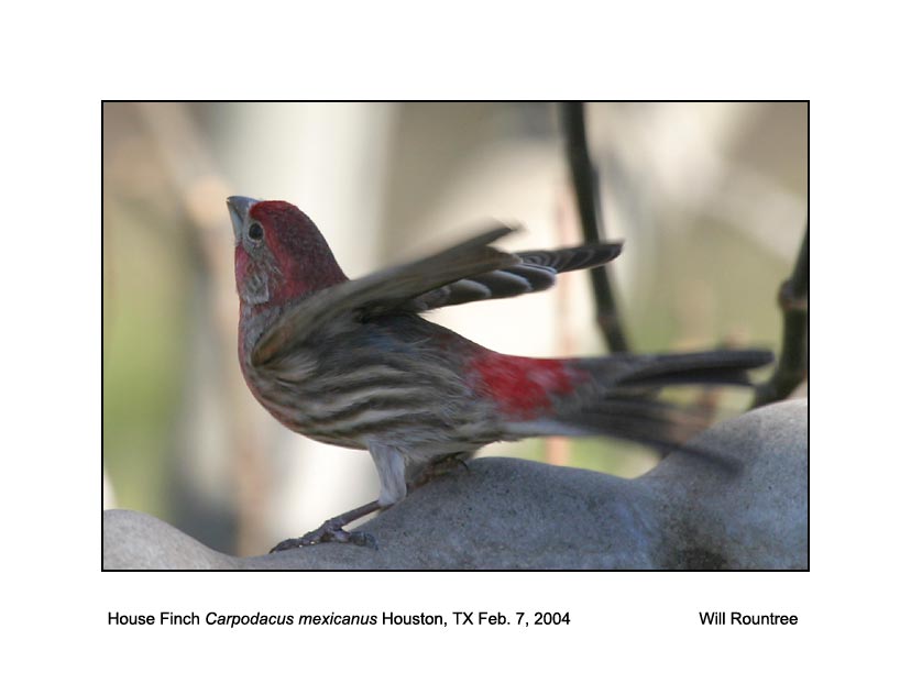 IMG_0954_HFinch_takeoff_web.jpg