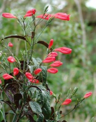 ruellia amoena