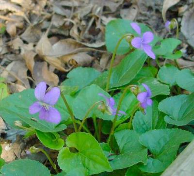 wood violets