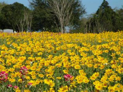 coreopsis & paintbrush