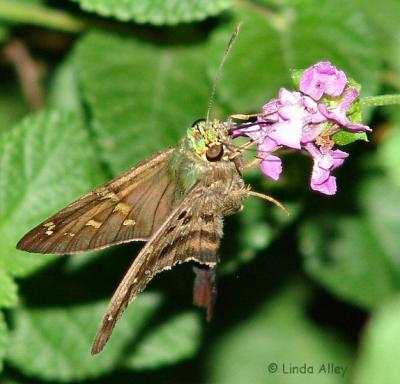 long tailed skipper