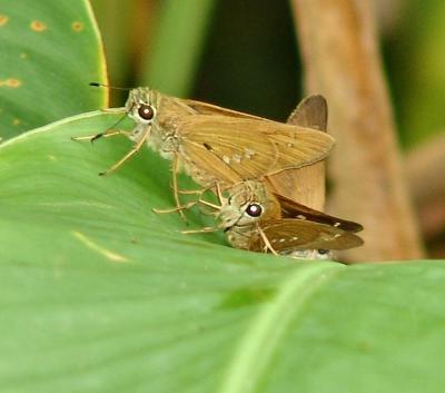 Brazillan skippers