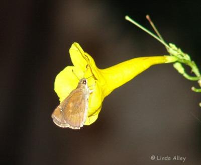 clouded skipper