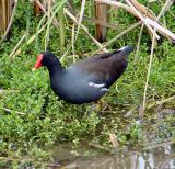 common moorhen