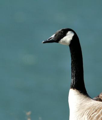 Canadian Geese