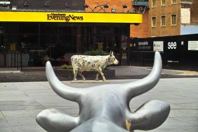 Cows Week