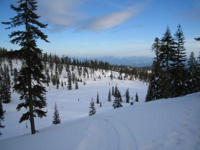 Few enough trees to snowboard through in this slush