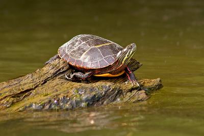 Turtle - 1