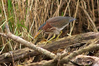 Heron - 2