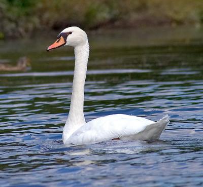 Swan - 2