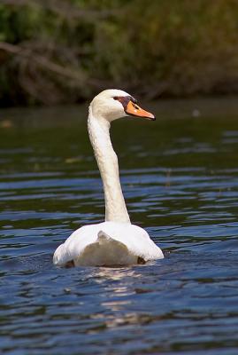 Swan - 3