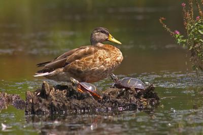 Duck - 2