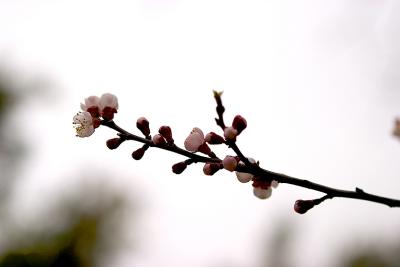 CRW_7729.jpg
