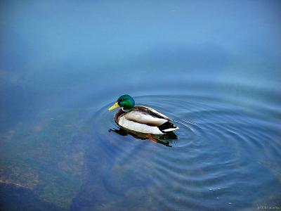 DSC00590_clean.jpg