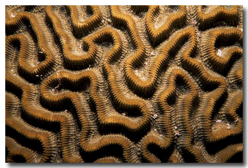 Brain Coral