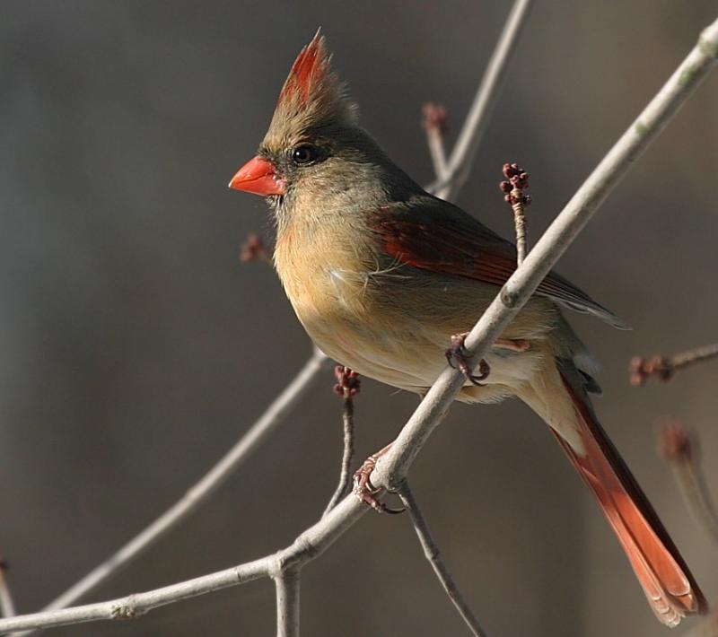 Northern Cardinal <i>Cardinalis Cardinalis</i>