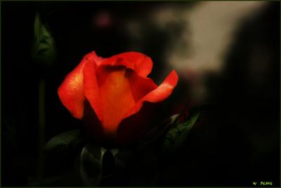 IMG_6567.jpg