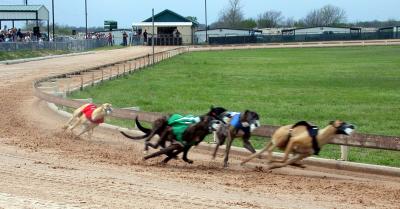 March 2004 Greyhound Preliminaries In Lorena