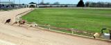 March 2004 Greyhound Preliminaries In Lorena