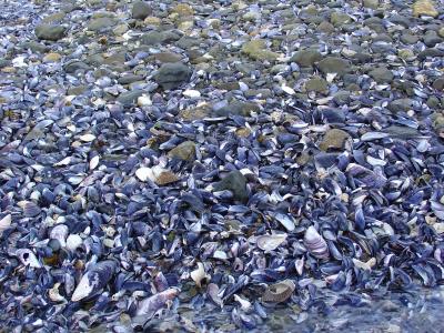 Shells on the seashore